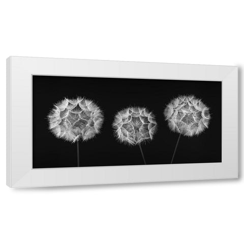 Dandelion Clock on black background White Modern Wood Framed Art Print by Frank, Assaf