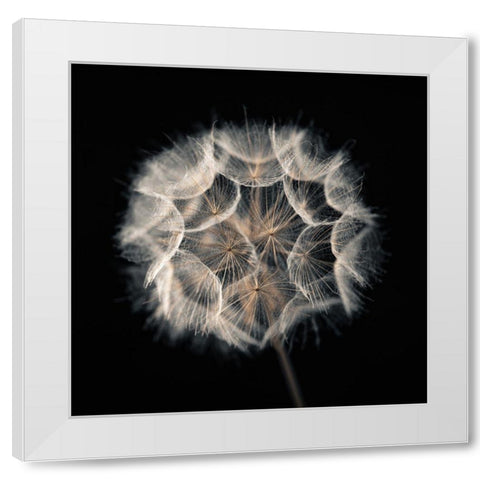 Dandelion Clock on black background White Modern Wood Framed Art Print by Frank, Assaf