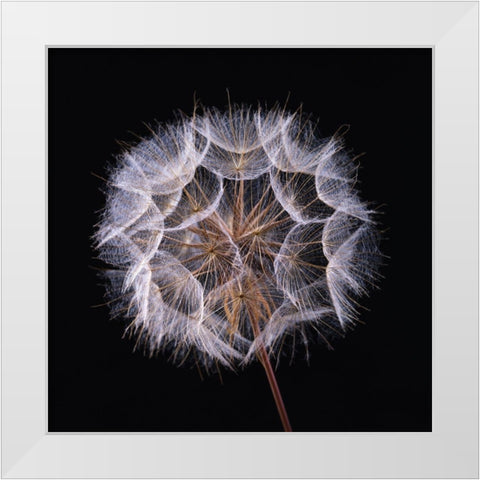 Dandelion Clock on black background White Modern Wood Framed Art Print by Frank, Assaf