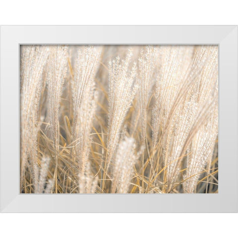 Japanese Silver Grass White Modern Wood Framed Art Print by Frank, Assaf