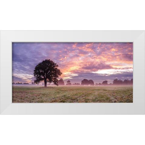Tree in a filed at sunrise White Modern Wood Framed Art Print by Frank, Assaf