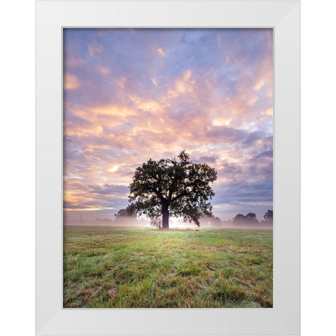 Tree in a filed at sunrise White Modern Wood Framed Art Print by Frank, Assaf