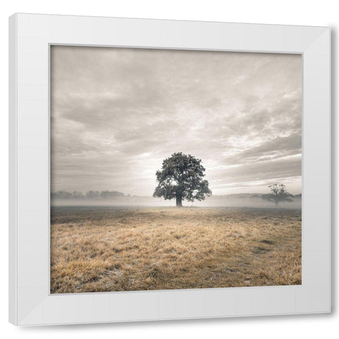 Tree in a filed at sunrise White Modern Wood Framed Art Print by Frank, Assaf