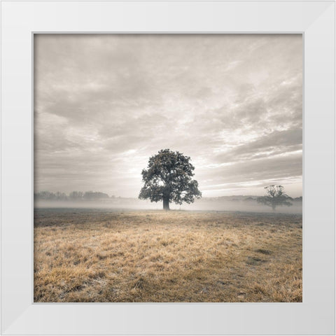 Tree in a filed at sunrise White Modern Wood Framed Art Print by Frank, Assaf