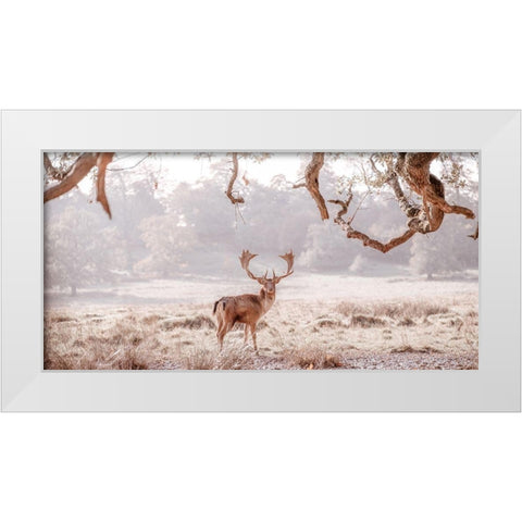 Stag in a field White Modern Wood Framed Art Print by Frank, Assaf