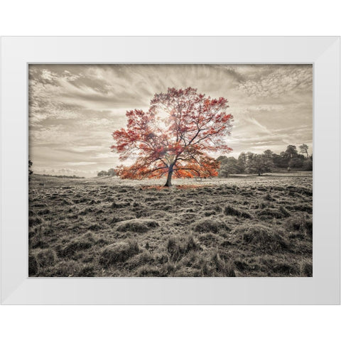 Single tree at autumn White Modern Wood Framed Art Print by Frank, Assaf