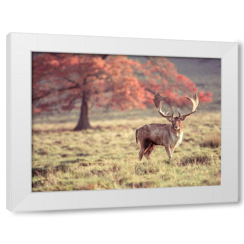 Stag in a field White Modern Wood Framed Art Print by Frank, Assaf