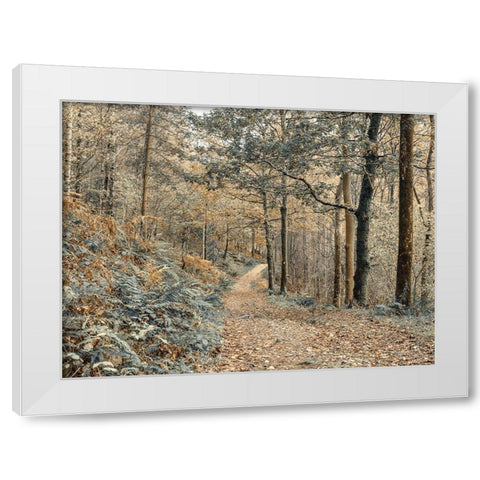 Forest path-Lake District White Modern Wood Framed Art Print by Frank, Assaf