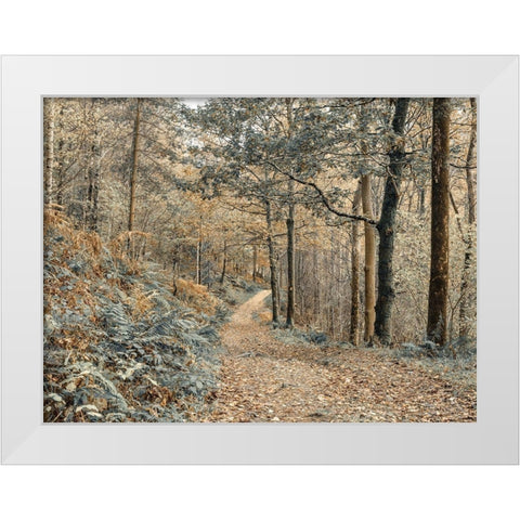 Forest path-Lake District White Modern Wood Framed Art Print by Frank, Assaf