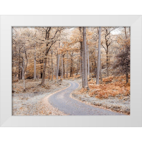 Forest path-Lake District White Modern Wood Framed Art Print by Frank, Assaf