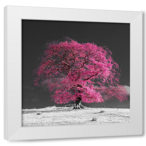 Tree on a hill-pink White Modern Wood Framed Art Print by Frank, Assaf