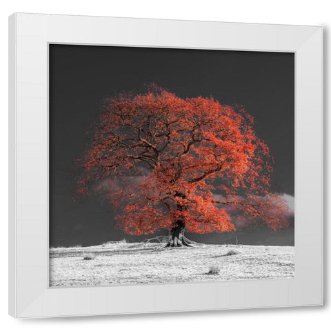 Tree on a hill-orange White Modern Wood Framed Art Print by Frank, Assaf