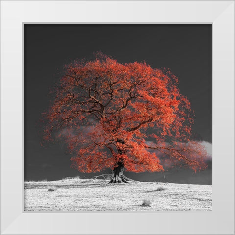 Tree on a hill-orange White Modern Wood Framed Art Print by Frank, Assaf
