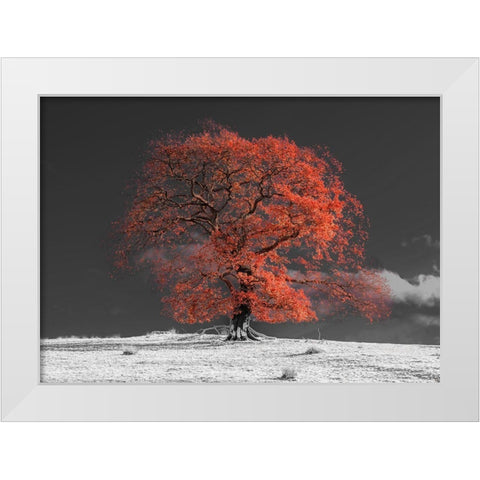 Tree on a hill-orange White Modern Wood Framed Art Print by Frank, Assaf