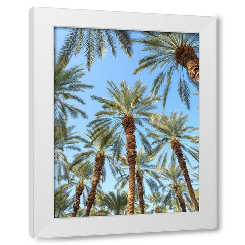 Palm Trees White Modern Wood Framed Art Print by Frank, Assaf