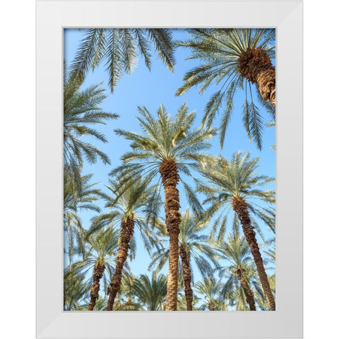 Palm Trees White Modern Wood Framed Art Print by Frank, Assaf