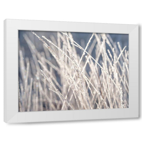 Frost on Grass White Modern Wood Framed Art Print by Frank, Assaf
