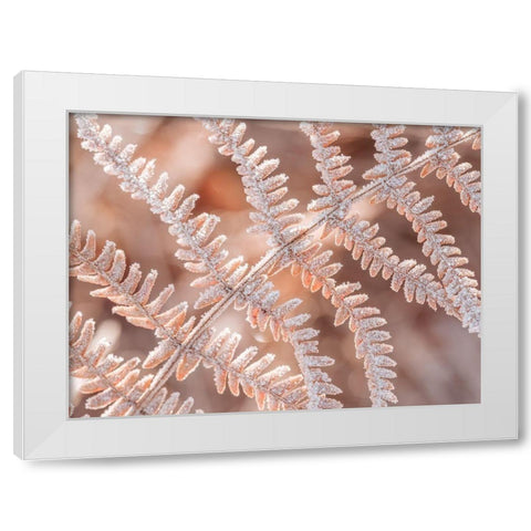 Frost on plant White Modern Wood Framed Art Print by Frank, Assaf