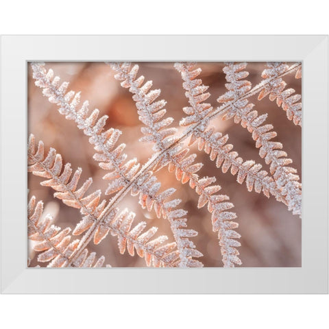 Frost on plant White Modern Wood Framed Art Print by Frank, Assaf