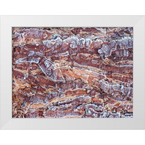 Frost on wood bark White Modern Wood Framed Art Print by Frank, Assaf