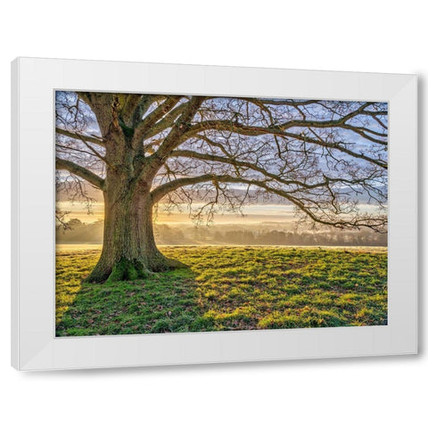 Tree in a meadow White Modern Wood Framed Art Print by Frank, Assaf