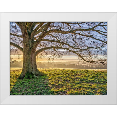 Tree in a meadow White Modern Wood Framed Art Print by Frank, Assaf