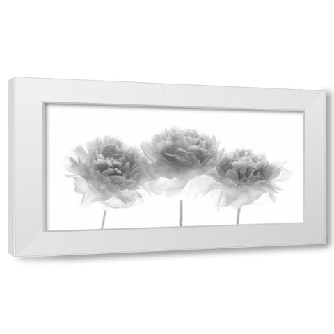 Peonies on white background White Modern Wood Framed Art Print by Frank, Assaf