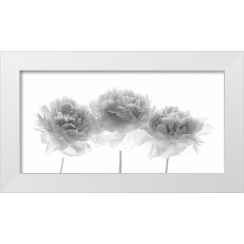 Peonies on white background White Modern Wood Framed Art Print by Frank, Assaf
