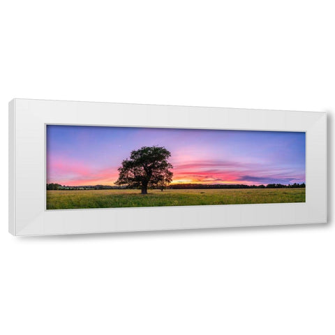 Tree at sunset White Modern Wood Framed Art Print by Frank, Assaf