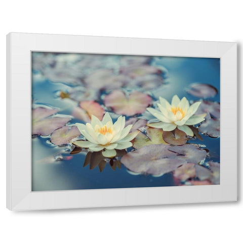 Lotus in pond White Modern Wood Framed Art Print by Frank, Assaf