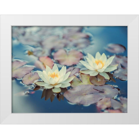 Lotus in pond White Modern Wood Framed Art Print by Frank, Assaf