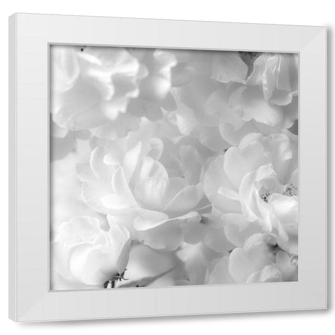 Roses White Modern Wood Framed Art Print by Frank, Assaf