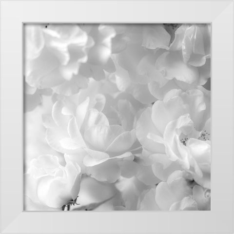Roses White Modern Wood Framed Art Print by Frank, Assaf