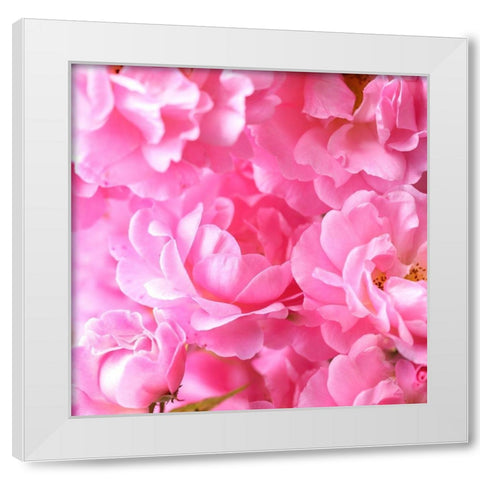 Pink roses White Modern Wood Framed Art Print by Frank, Assaf