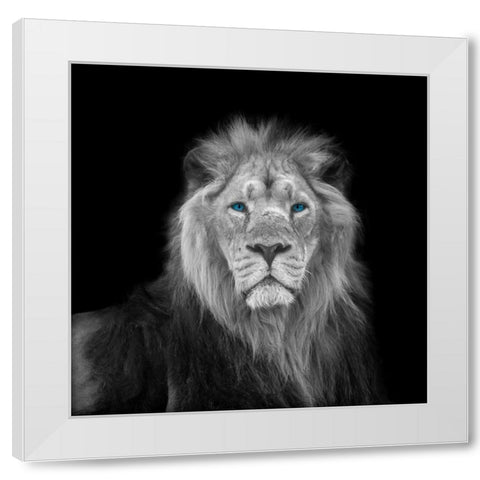 Blue eyes lion face White Modern Wood Framed Art Print by Frank, Assaf