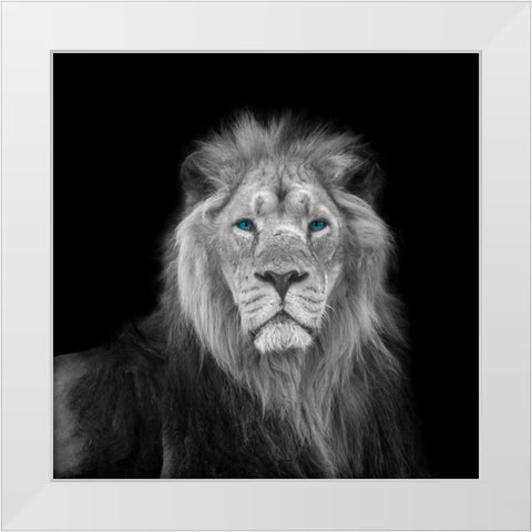 Blue eyes lion face White Modern Wood Framed Art Print by Frank, Assaf