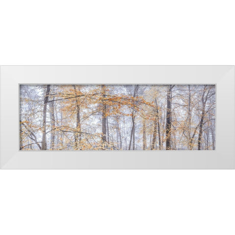 Misty forest White Modern Wood Framed Art Print by Frank, Assaf