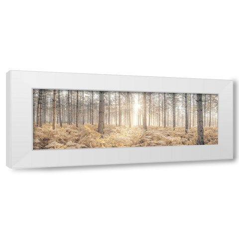 Sunrays through forest trees White Modern Wood Framed Art Print by Frank, Assaf