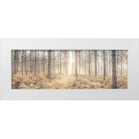 Sunrays through forest trees White Modern Wood Framed Art Print by Frank, Assaf
