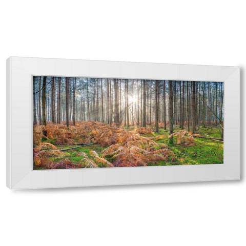 Sunrays through forest trees White Modern Wood Framed Art Print by Frank, Assaf