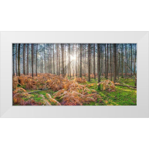 Sunrays through forest trees White Modern Wood Framed Art Print by Frank, Assaf