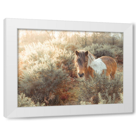 Horse in forest White Modern Wood Framed Art Print by Frank, Assaf