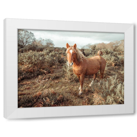 Horses in the wild White Modern Wood Framed Art Print by Frank, Assaf
