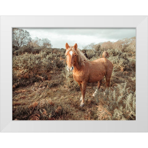 Horses in the wild White Modern Wood Framed Art Print by Frank, Assaf