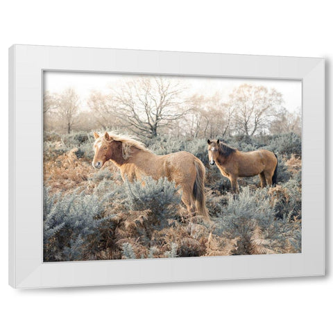 Horses in the wild White Modern Wood Framed Art Print by Frank, Assaf