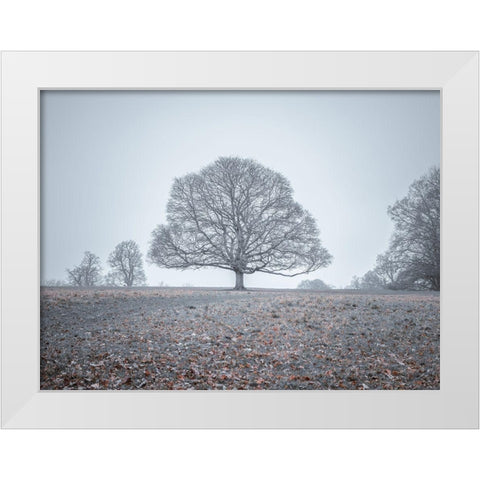 Single tree in meadow White Modern Wood Framed Art Print by Frank, Assaf