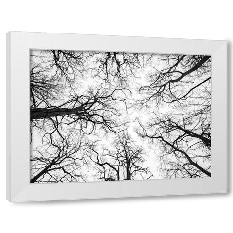 Low angle view of tree tops White Modern Wood Framed Art Print by Frank, Assaf