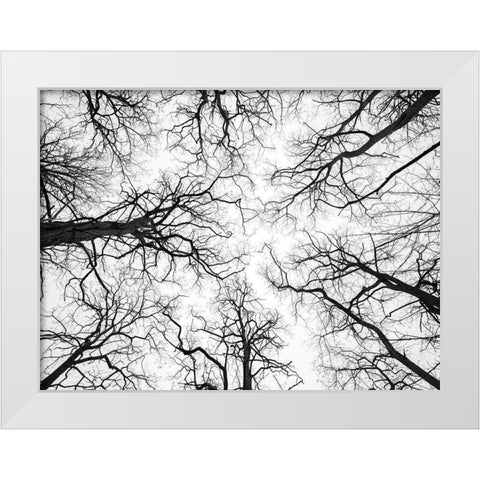 Low angle view of tree tops White Modern Wood Framed Art Print by Frank, Assaf