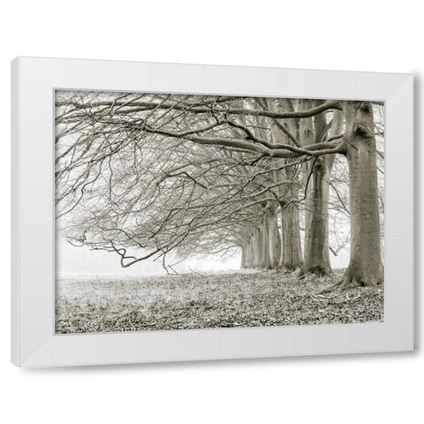 Trees in a row White Modern Wood Framed Art Print by Frank, Assaf