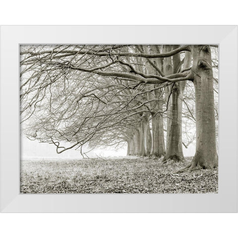 Trees in a row White Modern Wood Framed Art Print by Frank, Assaf